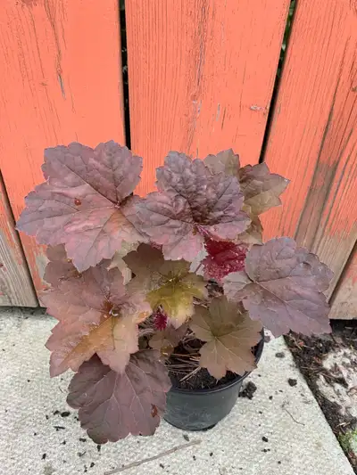 Heuchera plant, View more