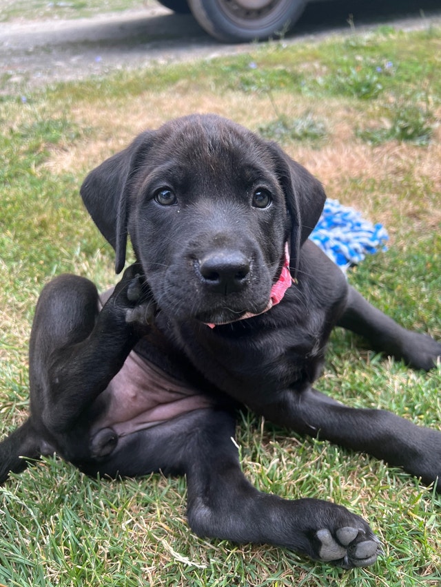 Puppies for sale Dogs & Puppies for Rehoming Kamloops Kijiji