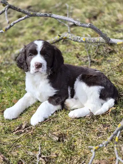 English Springer Spaniel, View more