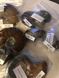 Plusieurs Ammonite fossile, dinosaures, pierre et minéraux 