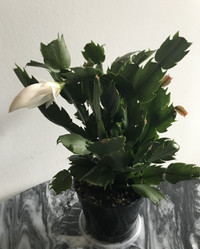 Jolie plante fleurie - cactus