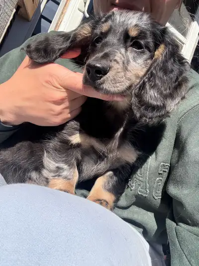 LH Dapple Male Mini Dachshund, View more