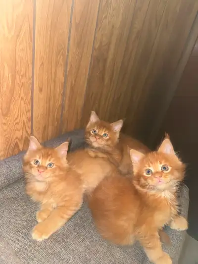 Maine Coon kittens for rehoming, View more