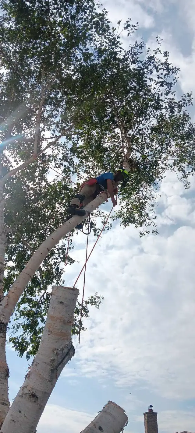 AshTree Service in Lawn, Tree Maintenance & Eavestrough in London - Image 6
