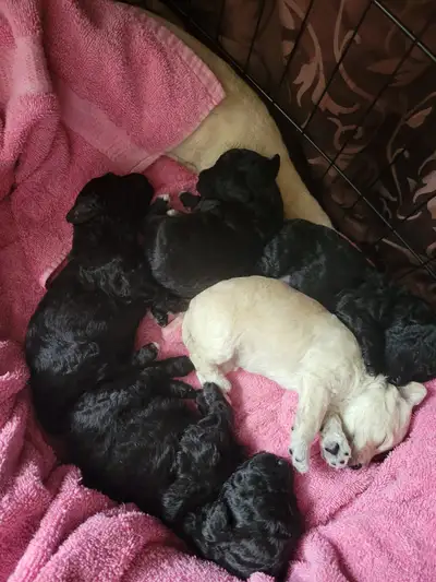 Miniature poodle x Maltipoo puppies, View more