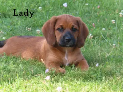 Cockapoo mix. , View more