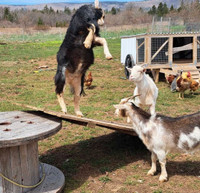 3 Pet Nigerian goats Not for meat!