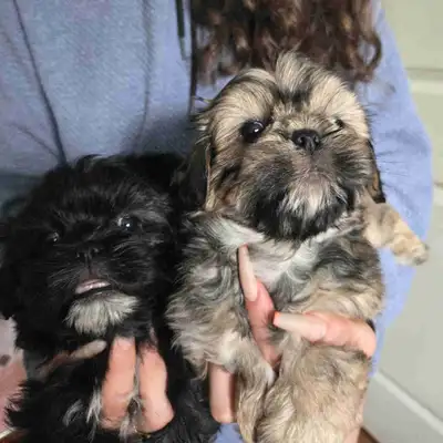 Shih Tzu , View more