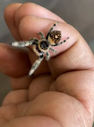 jumping spiders, View more