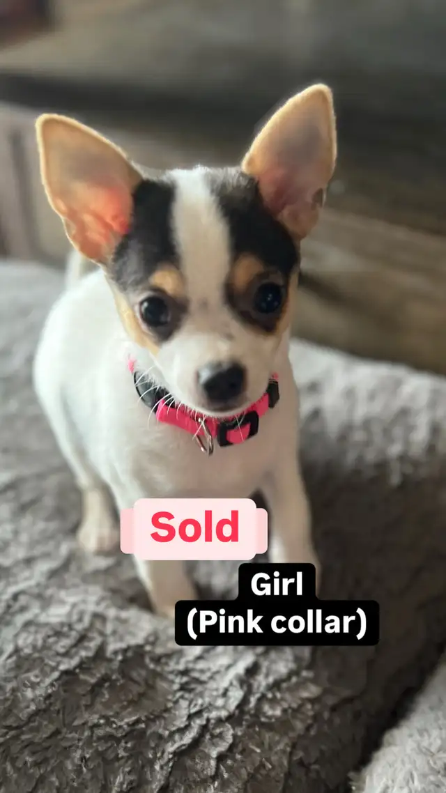 Last 2 Gorgeous pure chihuahua puppies left in Dogs & Puppies for Rehoming in Penticton - Image 8