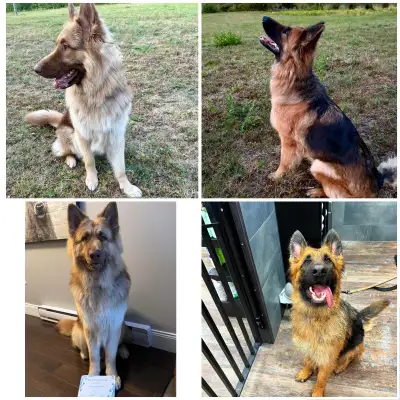 Long coat German shepherd pups due in two weeks !, View more
