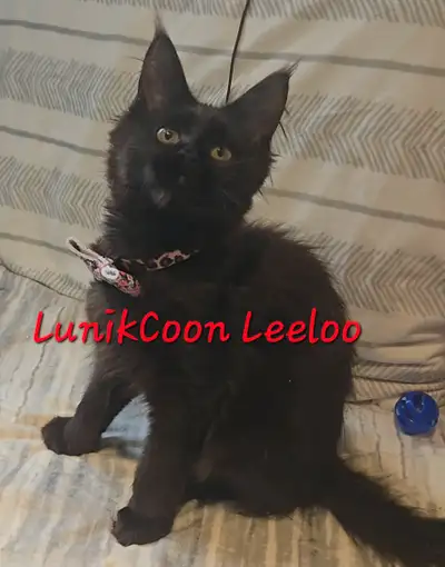 Chaton de race MaineCoon enr., View more