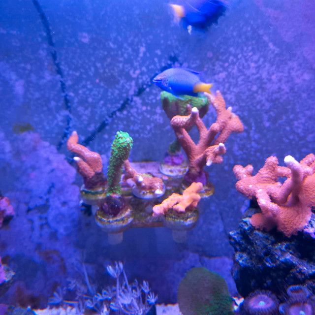 montiporia frags in Fish for Rehoming in Barrie