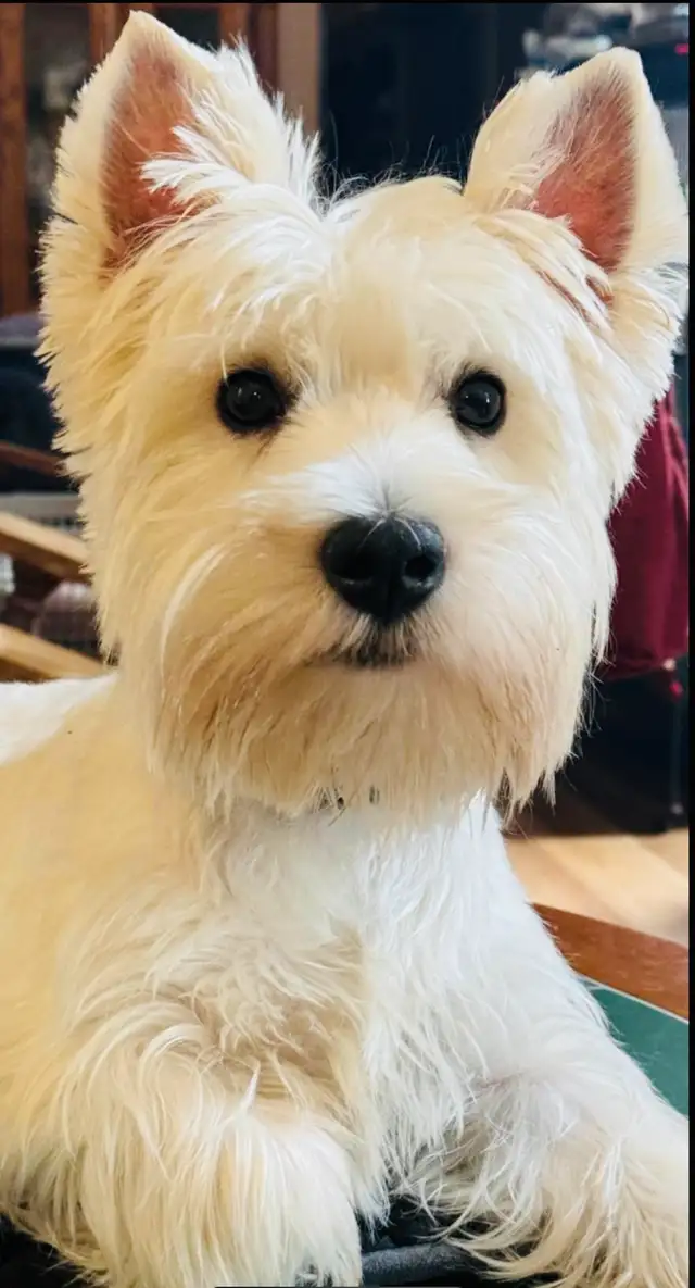 Westie (100 %West Highland terrier) in Dogs & Puppies for Rehoming in Lanaudière - Image 9