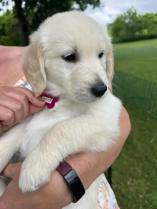 ALL PUPPIES NOW HAVE HOMES Golden Retriever Puppies  Yeee Hawww! in Dogs & Puppies for Rehoming in Kitchener / Waterloo - Image 6