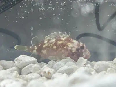 Yellow Spotted Scorpionfish, View more