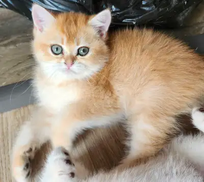 We have 5 adorable British Shorthair kittens—2 girls and 3 boys—looking for their forever homes! Bor...
