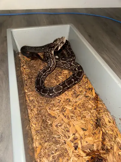 snakes for sale , View more