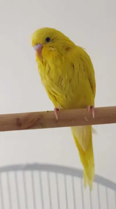 3 months old Beautiful Fancy Buggie Friendly and tamed, View more