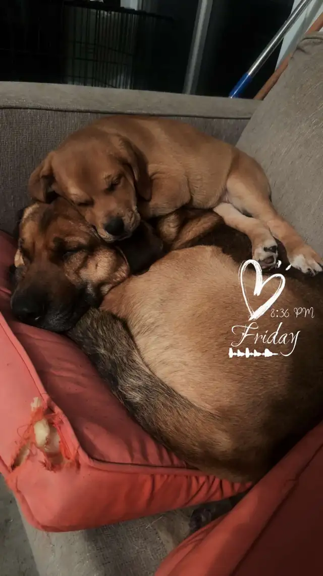 yellow lab, king shepherd, Italian bull mastiff mix puppies in Dogs & Puppies for Rehoming in Barrie - Image 6
