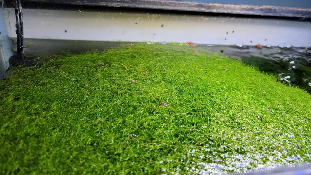 Riccia moss  in Fish for Rehoming in Peterborough