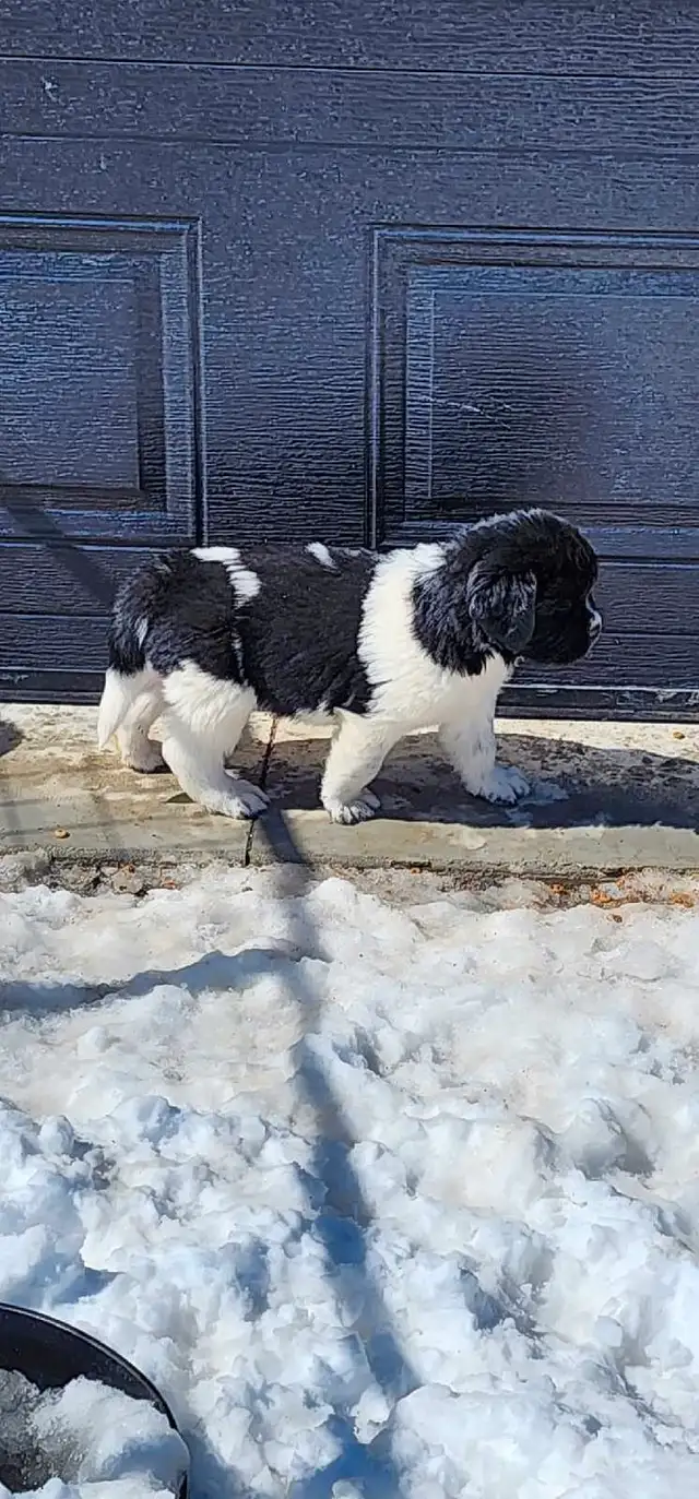 Newfoundland puppies from Xtra large parents in Dogs & Puppies for Rehoming in Ottawa - Image 7