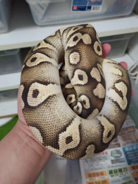 pastave ball python for trade