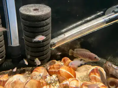 Neolamprologus Multifasciatus. My colony is breeding away so I can easily spare 10-20. I'll provide...