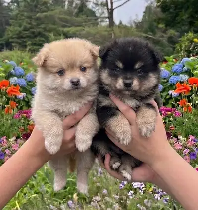 BEAUTIFUL POMCHI PUPPIES - NOW TAKING VISITATIONS IN THE GTA, View more
