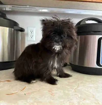 Pomeranian mix Yorkie, View more