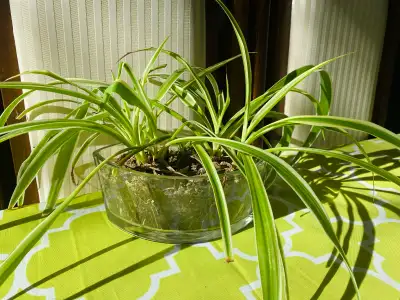 Spider Plant, View more