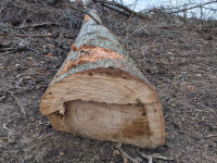 Tree logs for sale