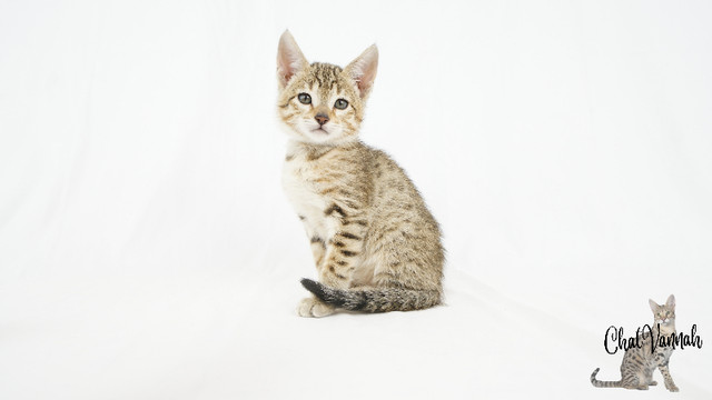 Savannah F6 Chats Et Chatons A Adopter Ville De Montreal Kijiji