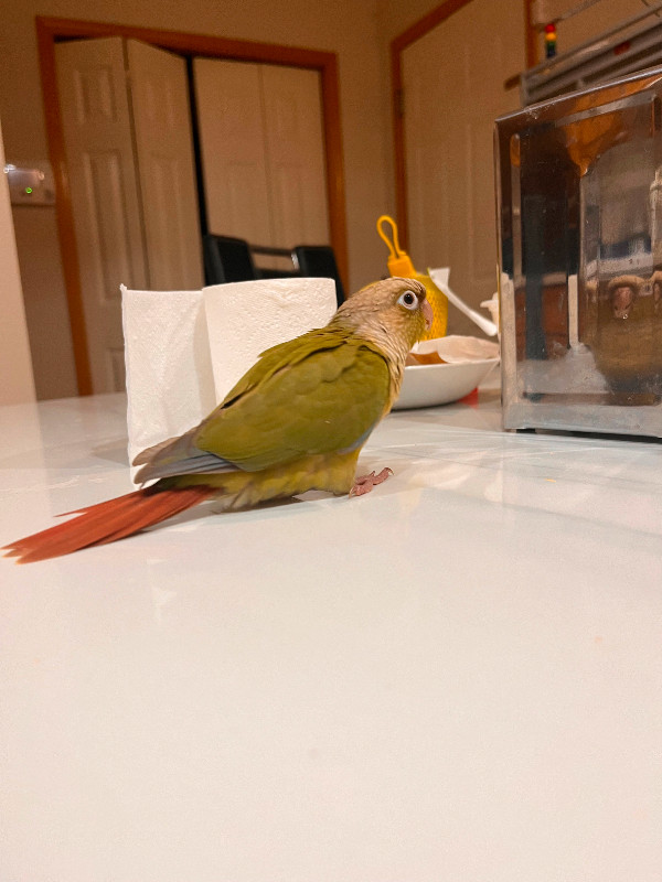 Baby Green Cheek Conure in Birds for Rehoming in Calgary - Image 4