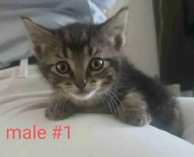 kittens for sale