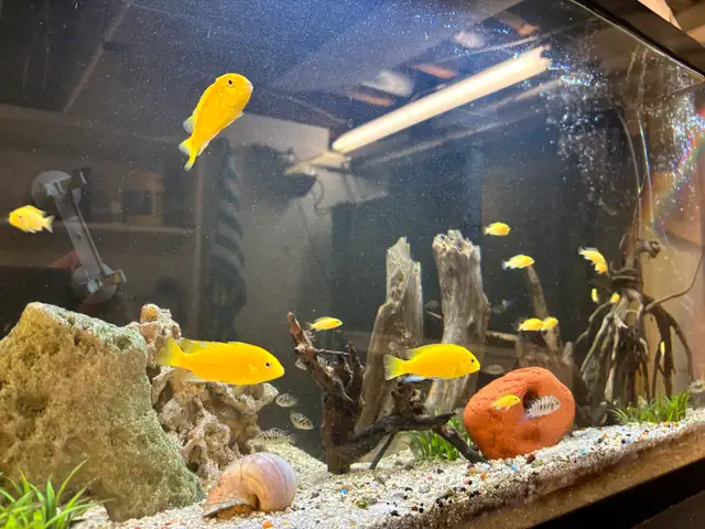 CICHLIDS FISH FOR SALE Aquarium Rocks - Pickering  in Fish for Rehoming in City of Toronto - Image 7