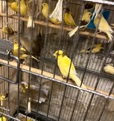 canaries, female/male many for sale. Message if any questions