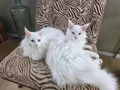 Purebred Maine Coons - Male & Female - 4 Available, View more