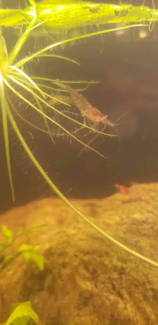 Neo Shrimp in Fish for Rehoming in Kitchener / Waterloo - Image 4