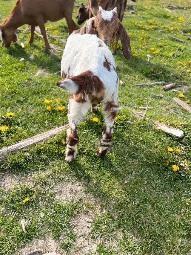 Spotted Boer cross Doeling in Livestock in Vanderhoof - Image 4