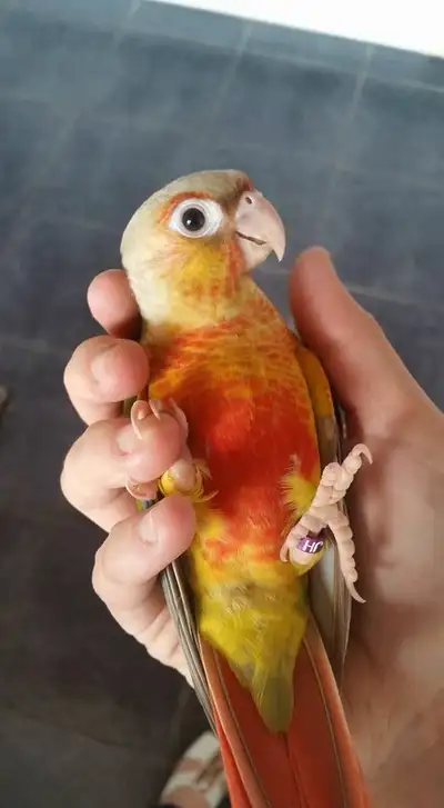 ⭐ ⭐ BABY⭐ CONURE with Cage & Food⭐, View more