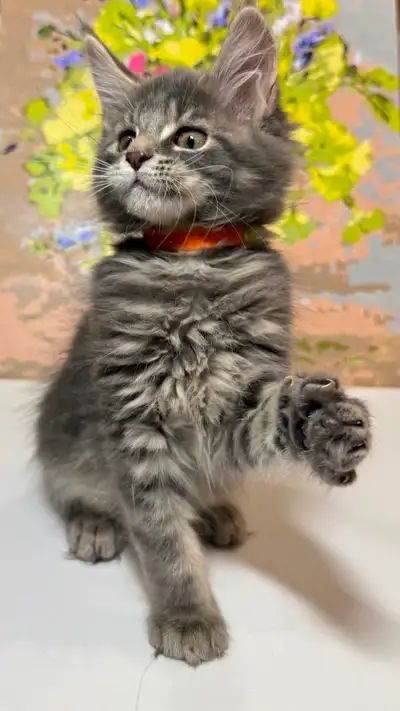 Purebred Maine coon kittens, View more