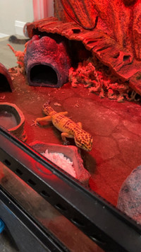 Male leopard gecko, come with everything, Contact for pricing
