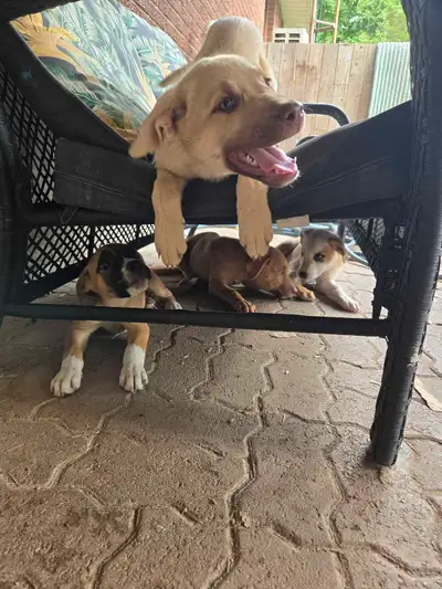 Puppies Ready for Their Forever Homes, View more