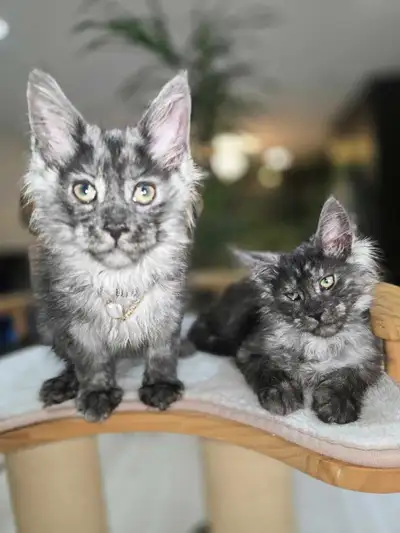 Black Smoke and BLUE Smoke Maine Coons XL, View more