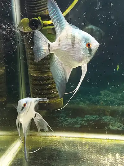 Large Angel Fish for Sale, View more