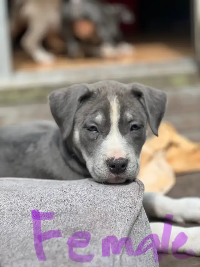Grey pups in Dogs & Puppies for Rehoming in Strathcona County - Image 6