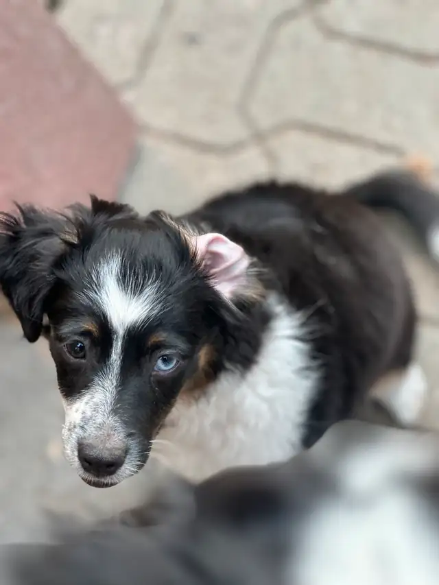 Miniature Australian Shepherd puppies in Dogs & Puppies for Rehoming in Ottawa - Image 3