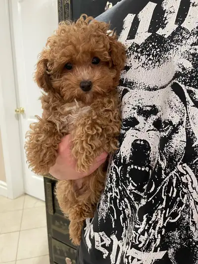 Precious Toy Poodle, View more