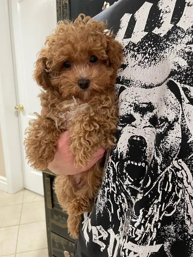 Precious Toy Poodle in Dogs & Puppies for Rehoming in Markham / York Region - Image 2